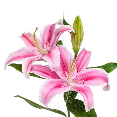 Lily Flowers Kolkata